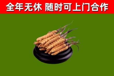 锡山回收散虫草